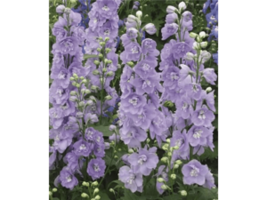 Fioletowa ostróżka