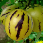 pepino owoc