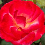 róża