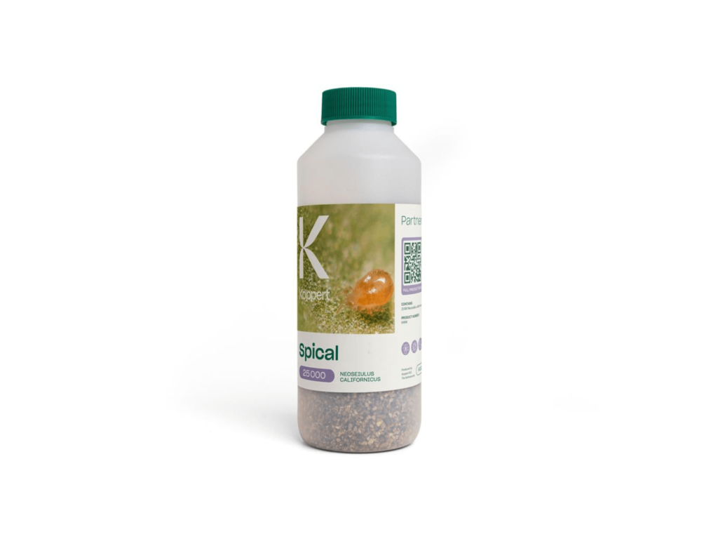Spical butelka 500 ml dobroczynek kalifornijski