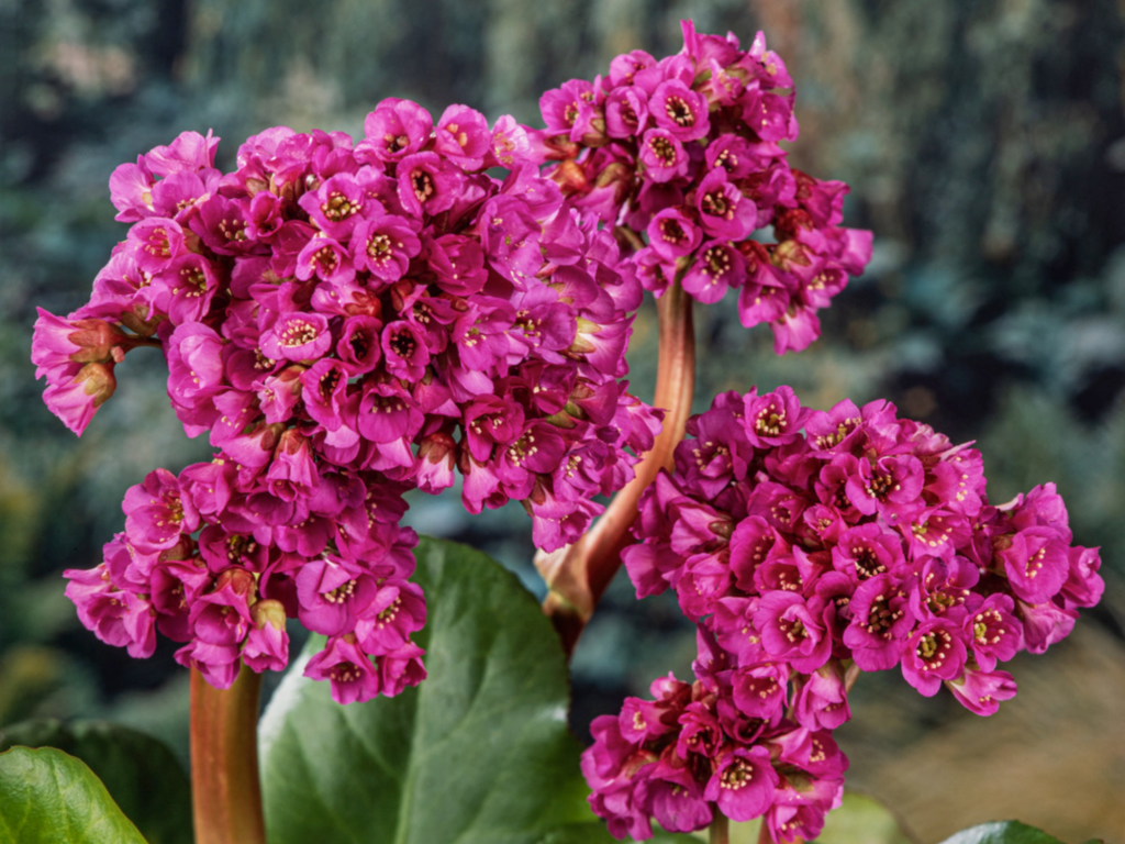 bergenia