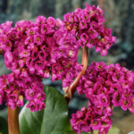 bergenia