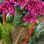 bergenia