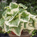 brunnera
