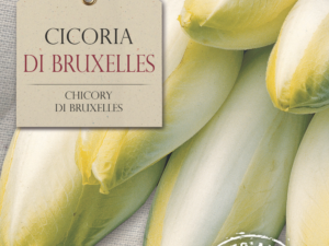 Cykoria Di Bruxelles