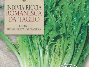 Endywia Romanesca Da Taglio