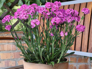 różowe kwiaty w donicy