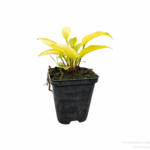 funkia