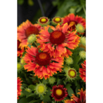 czerwone kwiaty