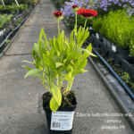 Gaillardia Funfare Blaze (1)