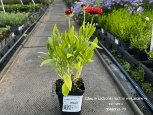 Gaillardia Funfare Blaze (1)