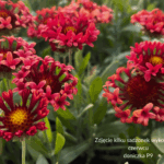 Gaillardia Funfare Blaze (3) (1)