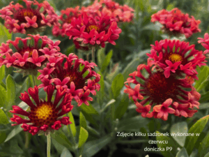 Gaillardia Funfare Blaze (3) (1)