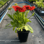 Gaillardia Spintop Yellow Touch (1)