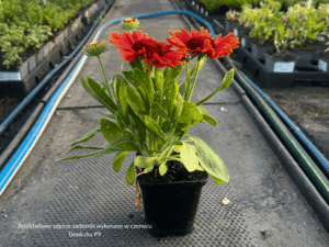 Gaillardia Spintop Yellow Touch (1)