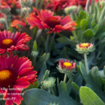 Gaillardia Spintop Yellow Touch (2)