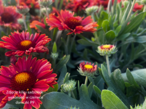 Gaillardia Spintop Yellow Touch (2)