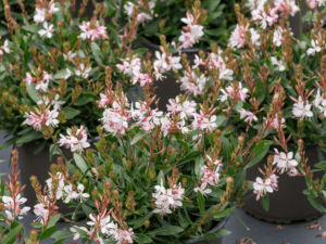 jasnoróżowe kwiaty