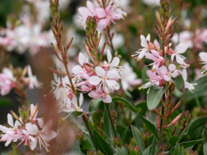 jasnoróżowe kwiaty