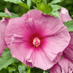 różowy duży kwiat