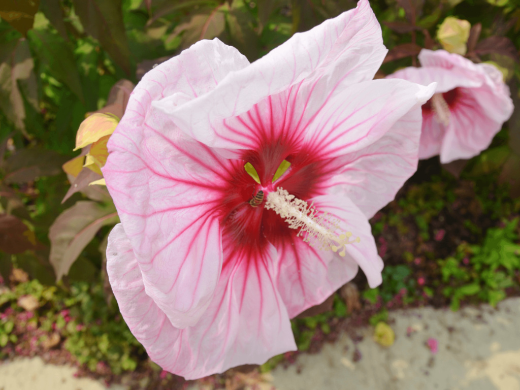 Hibiskus kwiat