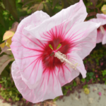 Hibiskus kwiat