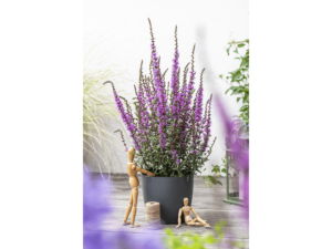 krwawnica w doniczce