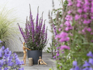 krwawnica w doniczce