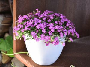 różowe kwiaty w donicy