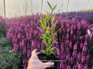 Nachyłek Redshift Coreopsis