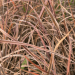trawa