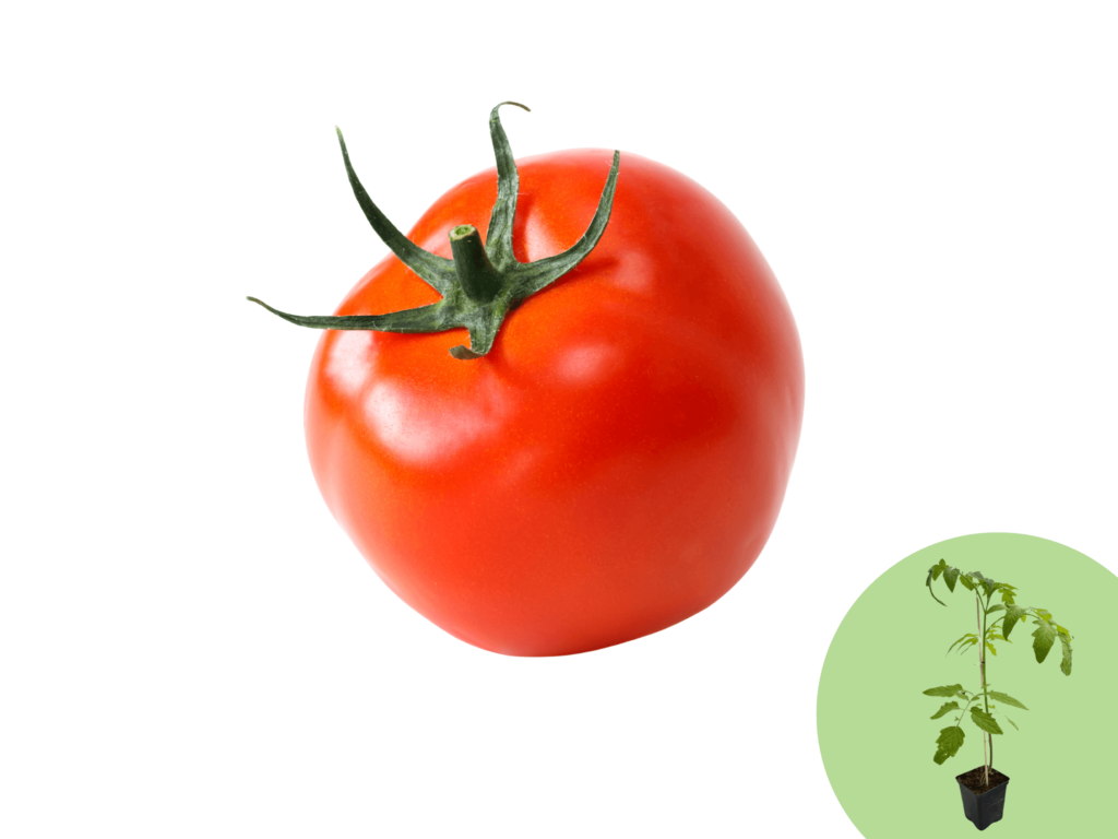 czerwony pomidor