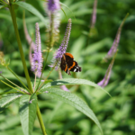 fioletowe kwiaty i motyl