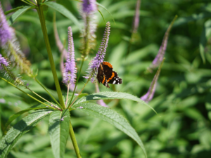 fioletowe kwiaty i motyl