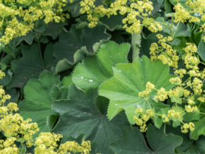 zielone liście i żółte kwiaty