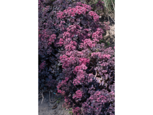 kwitnący rozchodnik