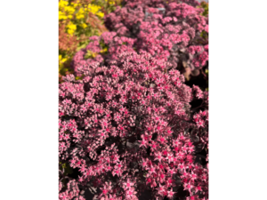 kwitnący rozchodnik