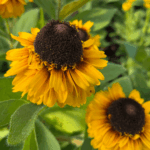 _Rudbeckia 'SnileyZ Double Kissing' (1)