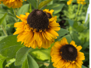 _Rudbeckia 'SnileyZ Double Kissing' (1)