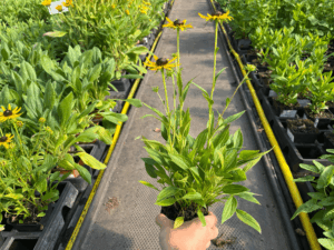 Rudbeckia ' Sun Ka Ching' (1)