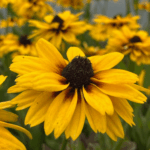 Rudbekia Flamenco Yellow