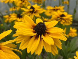 Rudbekia Flamenco Yellow