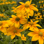 rudbekia