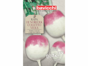Rzepa 'Norfolk Colletto Viola' - wczesna odmiana nasiona