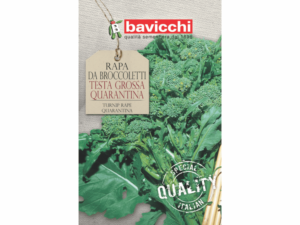 rzepa nasiona