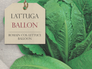 Salata Ballon