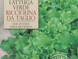 Salata Verde Ricciolina Da Taglio