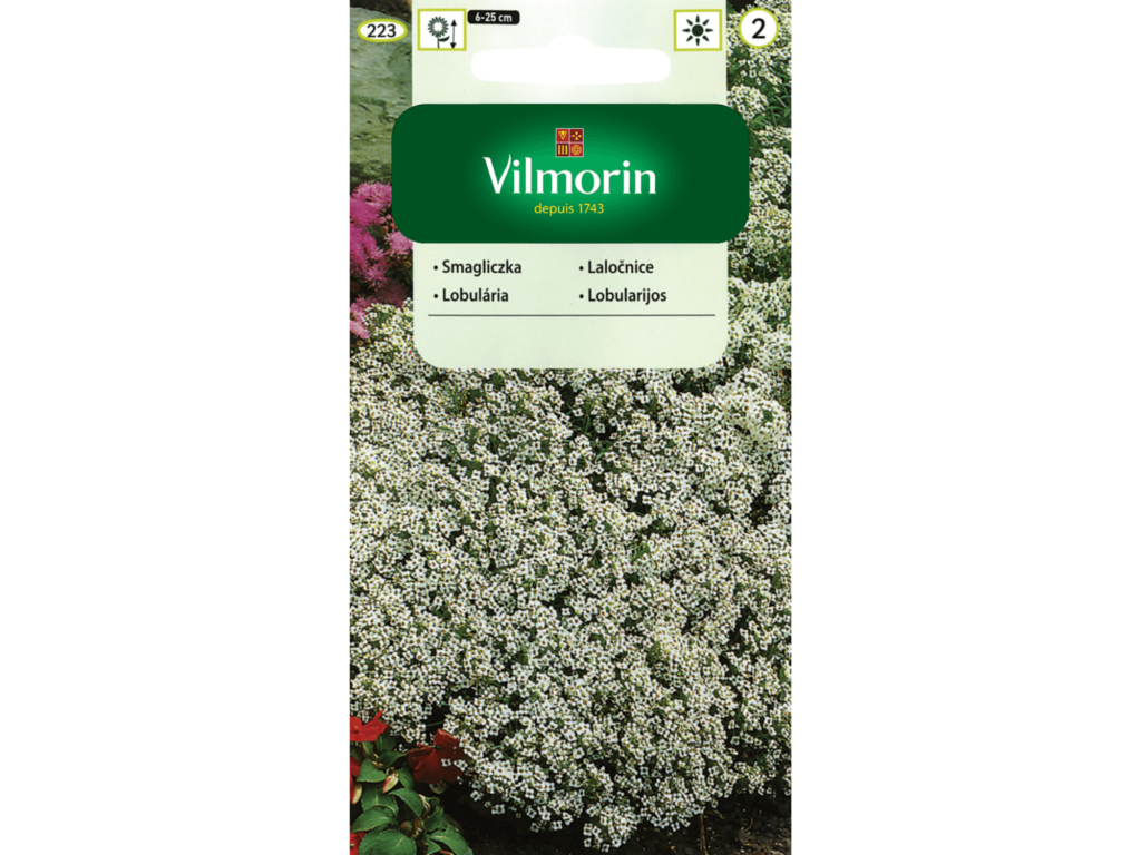 smagliczka nadmorska nasiona vilmorin