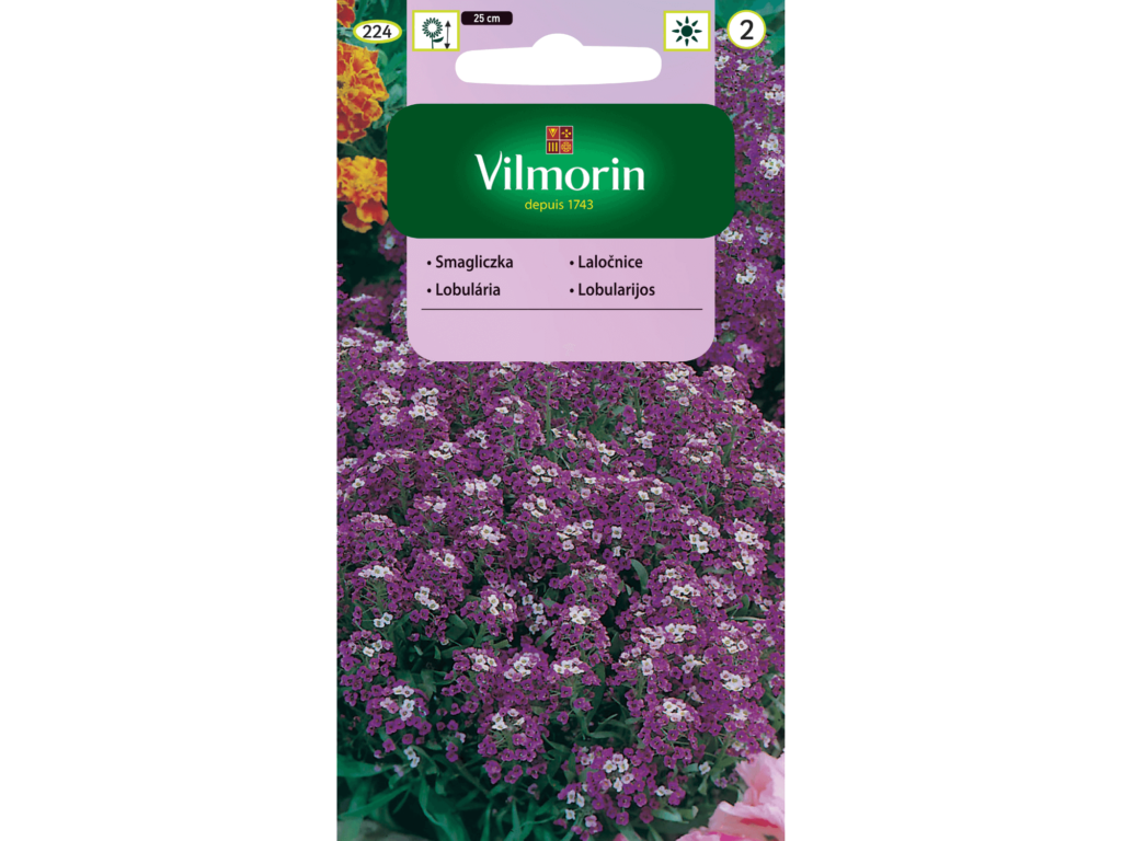 smagliczka fioletowa nasiona