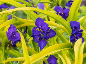 żółte liście i fioletowe kwiaty